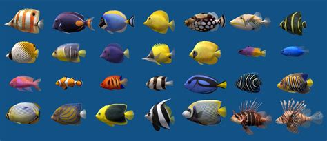 marine fish|20 Most popular saltwater fish: List of species & types .